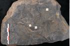 Foto (Detailansicht) von Casuarinites cretaceus Ettingshausen (NHMW-GEO-2024-0188-10236a)
